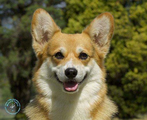 Welsh Corgi Pembroke 9R022-080.JPG